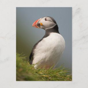 Puffin-Postkarte Postkarte