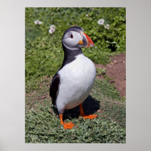 Puffin Print Poster