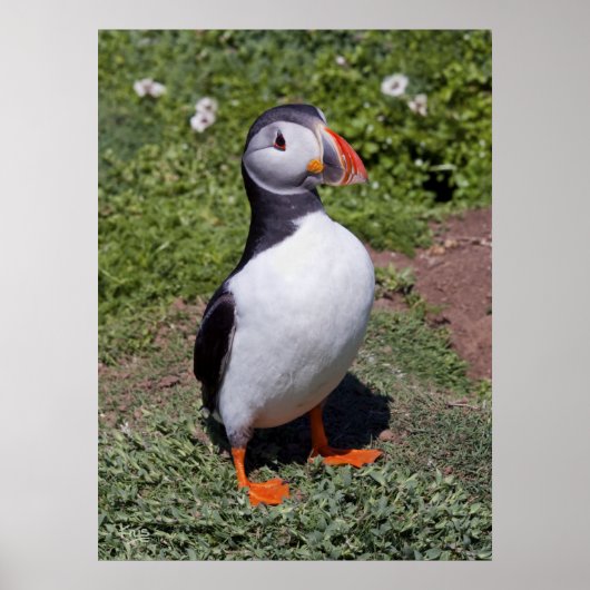 Puffin Print Poster (Vorne)