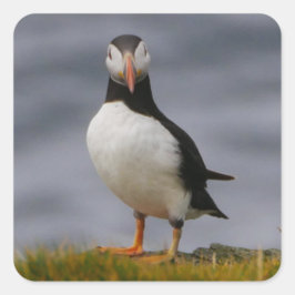 Puffin-Sticker Quadratischer Aufkleber