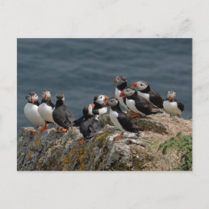 Puffin-Übereinkommen Postkarte