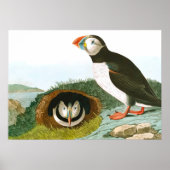 Puffin von John James Audubon Poster (Vorne)