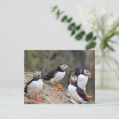Puffinengruppe Postkarte (Stehend Vorderseite)