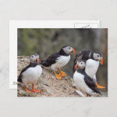 Puffinengruppe Postkarte (Vorne/Hinten)