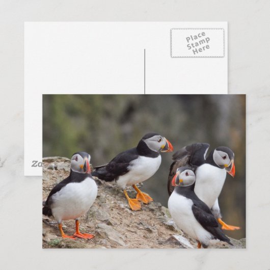 Puffinengruppe Postkarte (Vorne/Hinten)