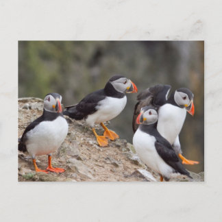Puffinengruppe Postkarte