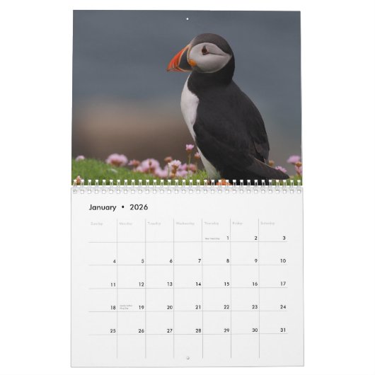 Puffins Calendar Kalender (Jan 2026)