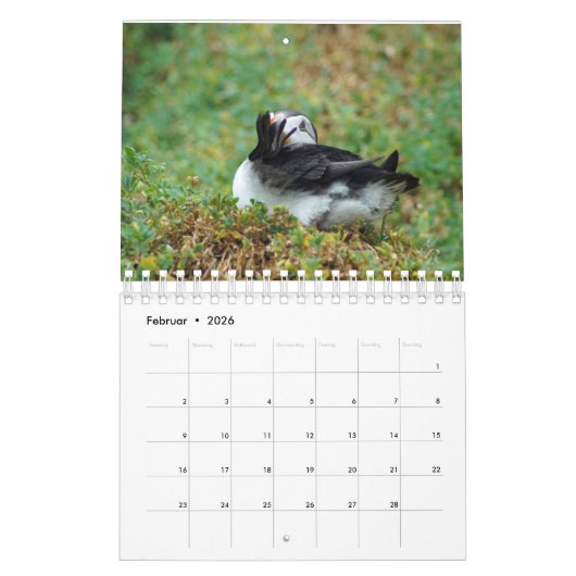 Puffins - kleine Vögel ganz groß Kalender (Feb 2026)