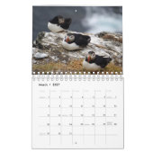 Puffins - little birds big kalender (Mär 2027)