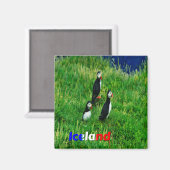 Puffins Magnet (Vorderseite/Rückseite)