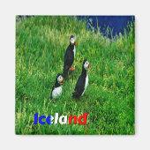 Puffins Magnet (Vorne)