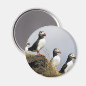 Puffins Magnet (Vorderseite/Rückseite)