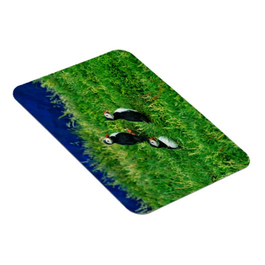 Puffins Magnet (Rechte Seite)