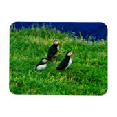 Puffins Magnet (Horizontal)