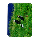 Puffins Magnet (Vertikal)