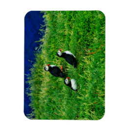Puffins Magnet