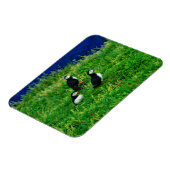 Puffins Magnet (Linke Seite)