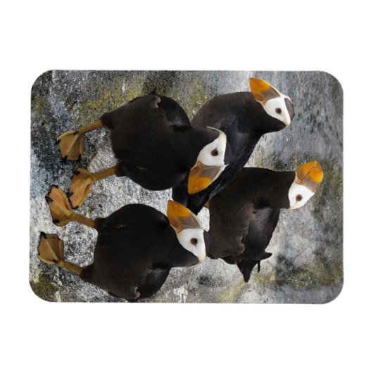 Puffins.. Magnet (Horizontal)
