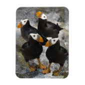 Puffins.. Magnet (Vertikal)