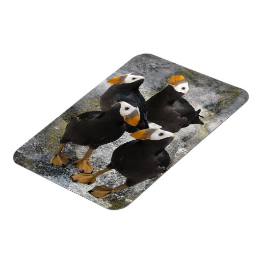 Puffins.. Magnet (Linke Seite)