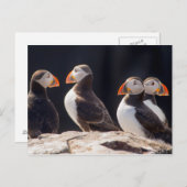 Puffins Postkarte (Vorne/Hinten)