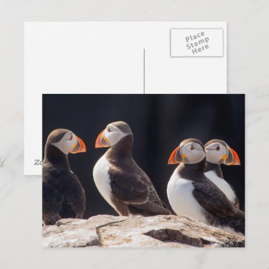 Puffins Postkarte (Vorne/Hinten)