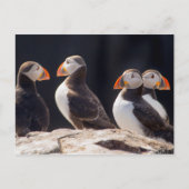 Puffins Postkarte (Vorderseite)