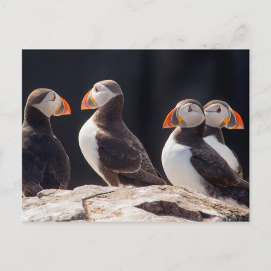 Puffins Postkarte (Vorderseite)