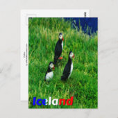Puffins Postkarte (Vorne/Hinten)