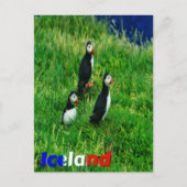Puffins Postkarte (Vorderseite)