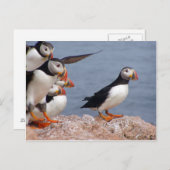 Puffins Postkarte (Vorne/Hinten)