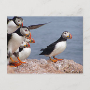 Puffins Postkarte