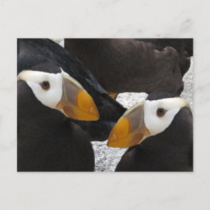Puffins.. Postkarte