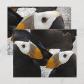Puffins.. Postkarte (Vorne/Hinten)