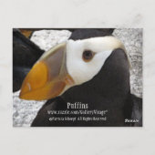 Puffins.. Postkarte (Rückseite)