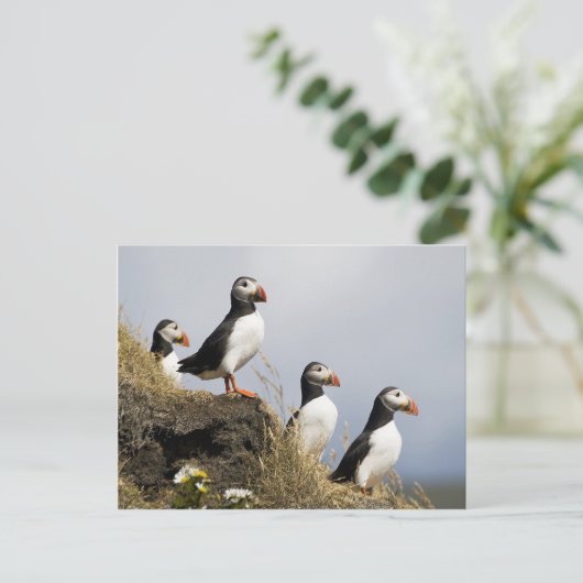 Puffins Postkarte (Stehend Vorderseite)
