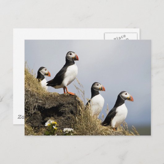 Puffins Postkarte (Vorne/Hinten)