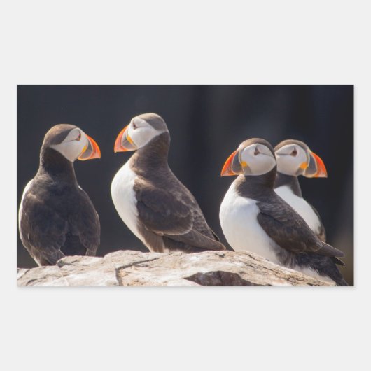 Puffins Rechteckiger Aufkleber (Vorderseite)