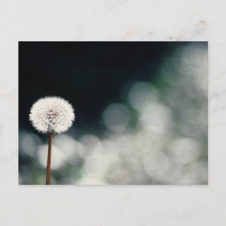 Puffs im Garten Postkarte