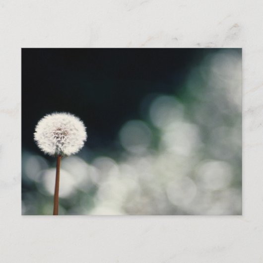 Puffs im Garten Postkarte (Vorderseite)