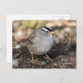 Puffsänger mit weißer Krone in Wintersonne Postkarte (Vorne/Hinten)