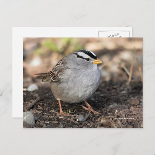 Puffsänger mit weißer Krone in Wintersonne Postkarte (Vorne/Hinten)