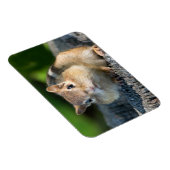 Puffy Cheeked Chipmunk Magnet (Rechte Seite)