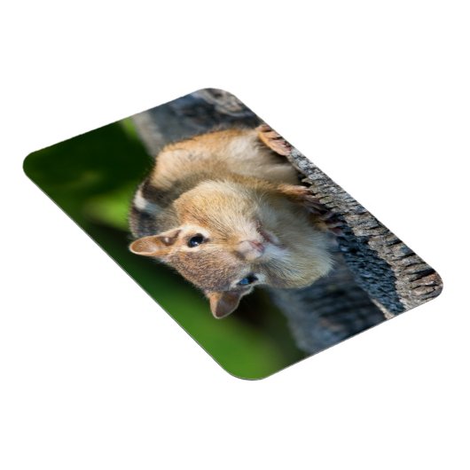 Puffy Cheeked Chipmunk Magnet (Rechte Seite)