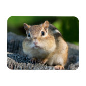 Puffy Cheeked Chipmunk Magnet (Horizontal)