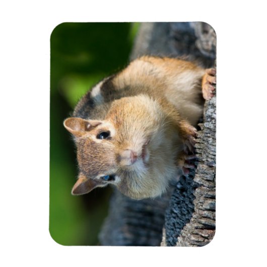 Puffy Cheeked Chipmunk Magnet (Vertikal)