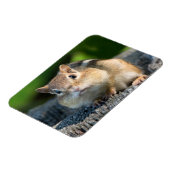 Puffy Cheeked Chipmunk Magnet (Linke Seite)