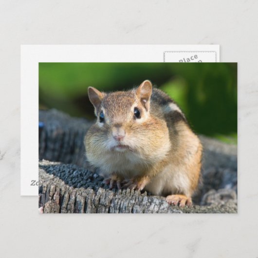Puffy Cheeked Chipmunk Postkarte (Vorne/Hinten)