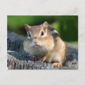 Puffy Cheeked Chipmunk Postkarte (Vorderseite)