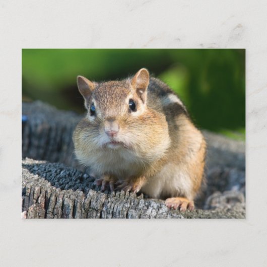 Puffy Cheeked Chipmunk Postkarte (Vorderseite)